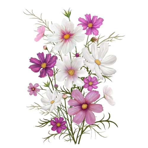 Colorful_daisy_flowers