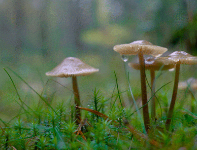 Rain On Mushrooms