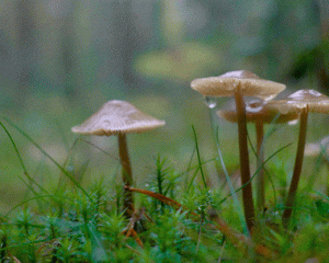 Rain On Mushrooms